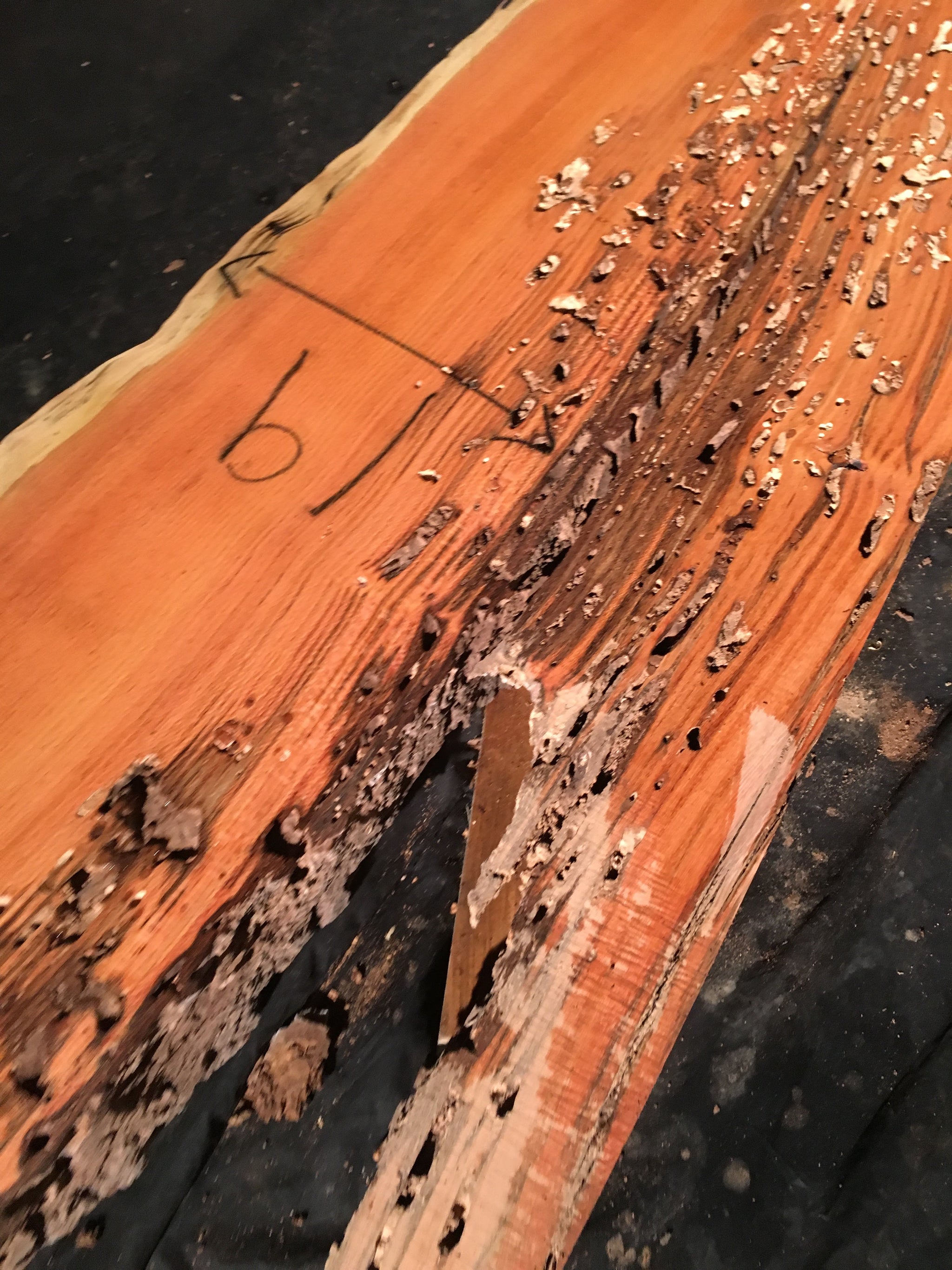 Honey Locust Wood Sample